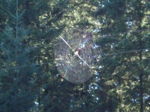 Spider Web between trees